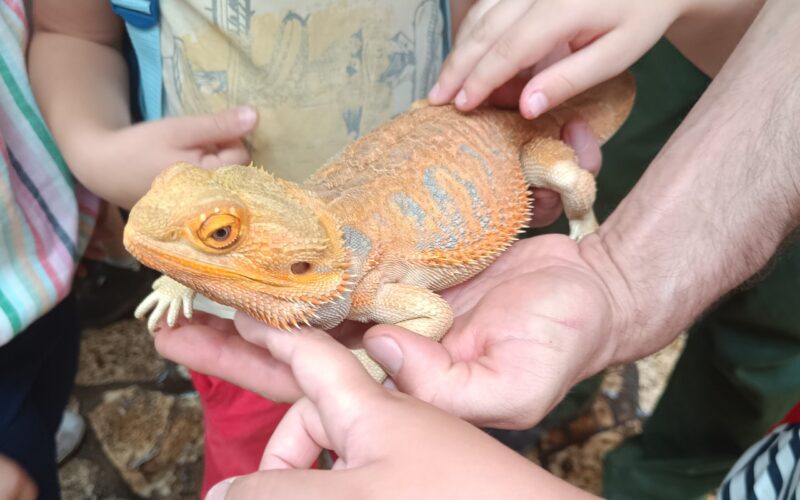Debrecen Zoo